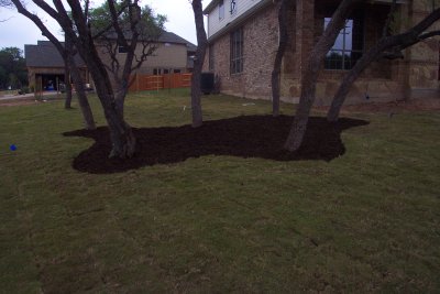 Mulch around the stand of oaks